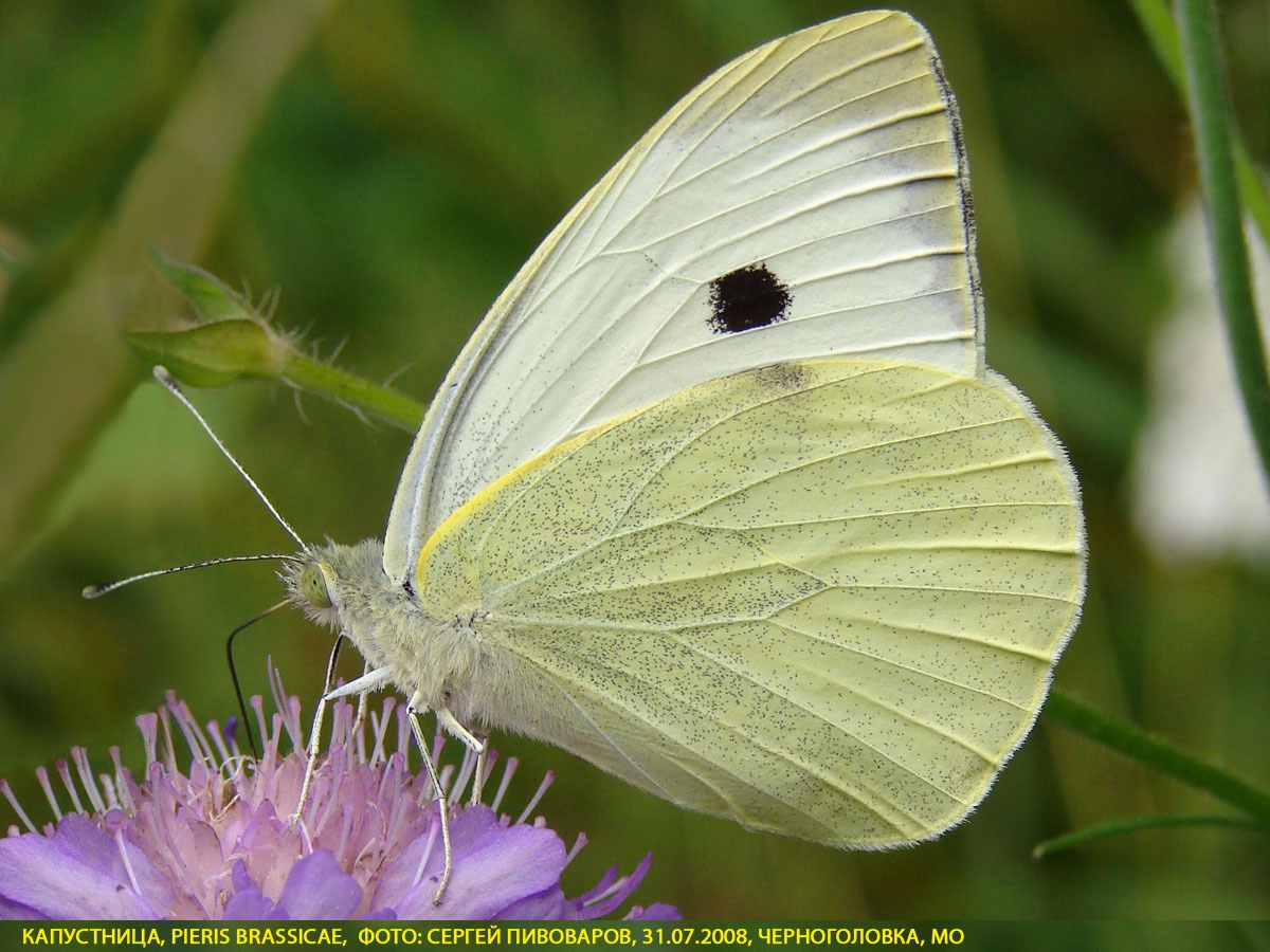 Капустница Pieris brassicae