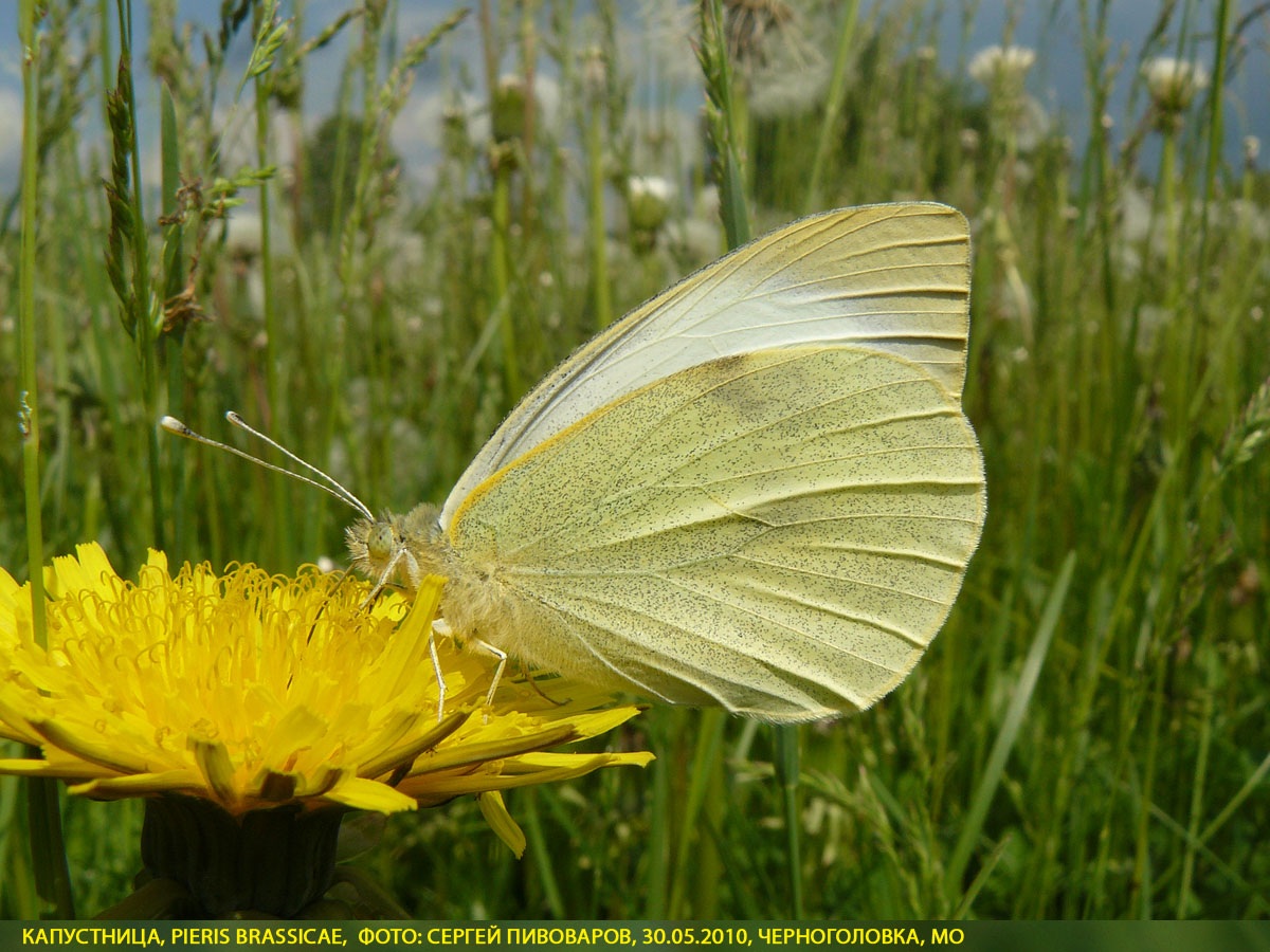 Капустница Pieris brassicae