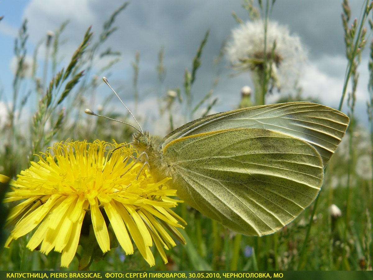 Капустница Pieris brassicae