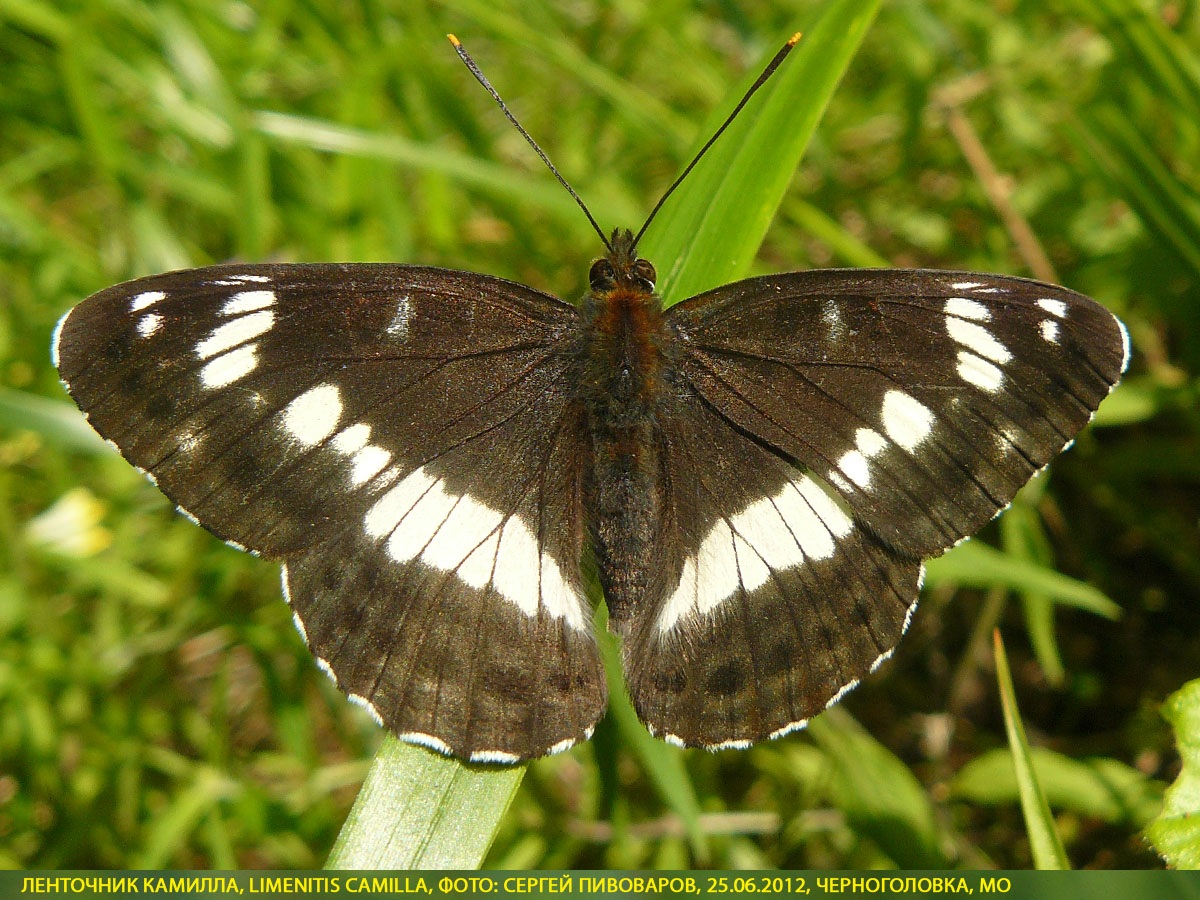 Ленточник Камилла, Limenitis camilla