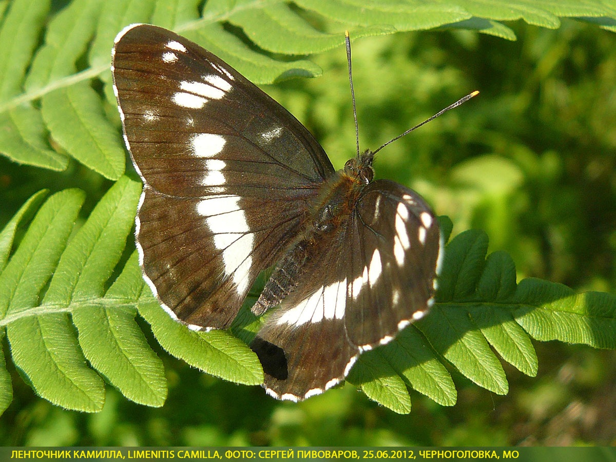 Ленточник Камилла, Limenitis camilla