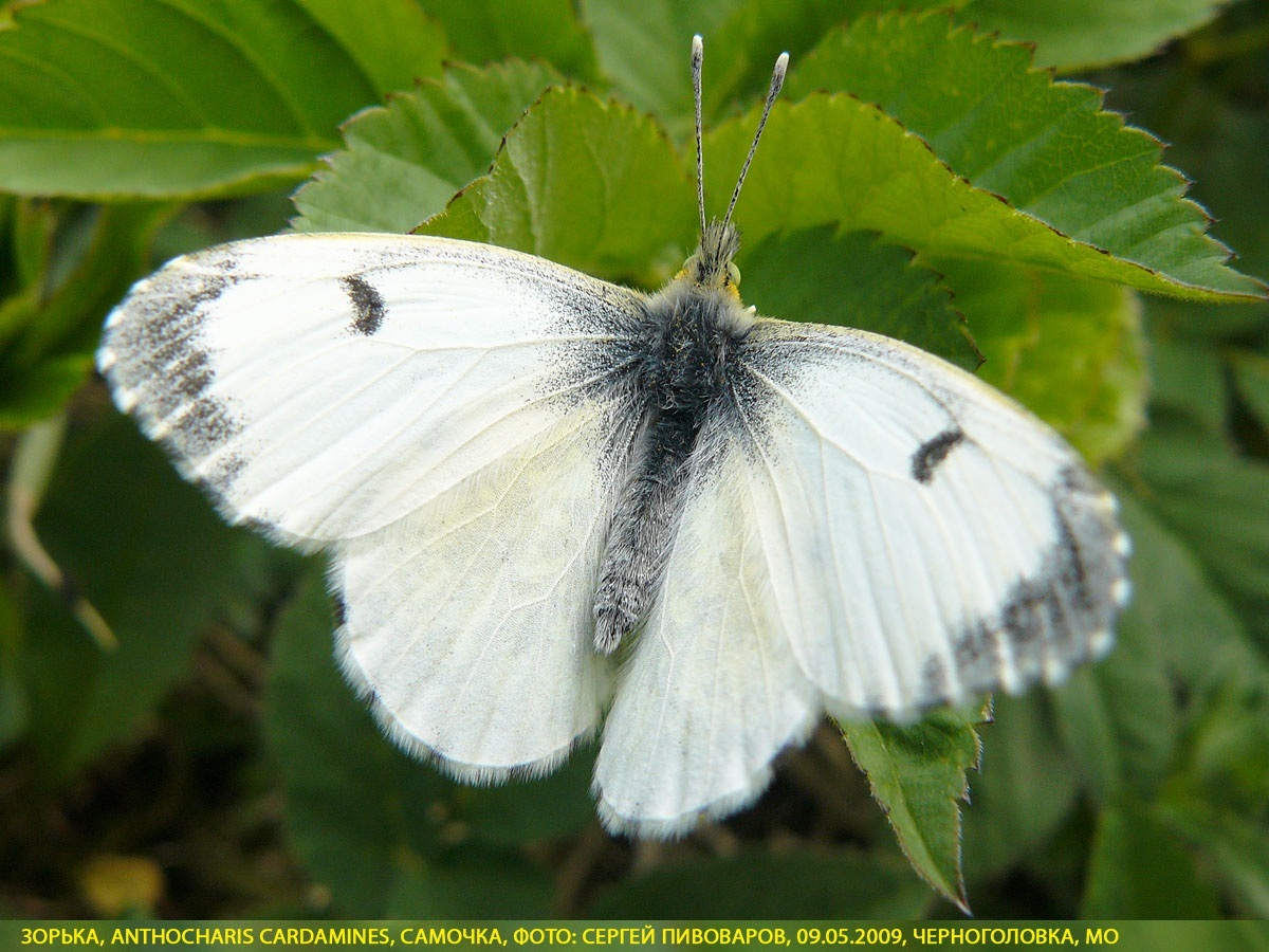 Зорька Anthocharis cardamines