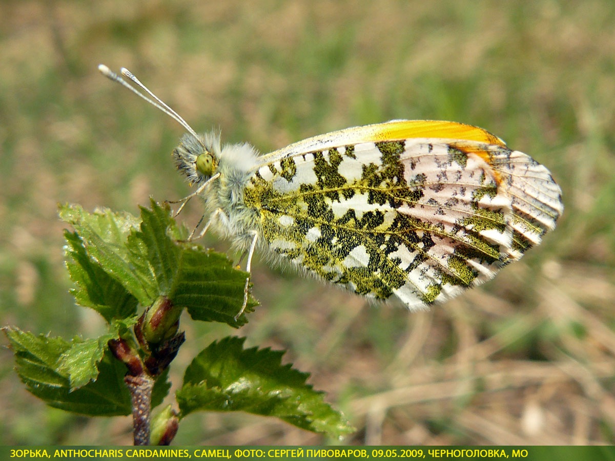 Зорька Anthocharis cardamines