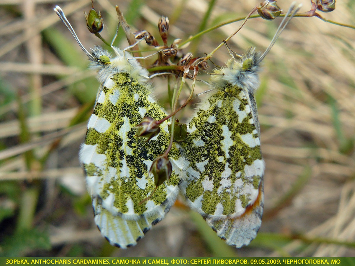 Зорька Anthocharis cardamines