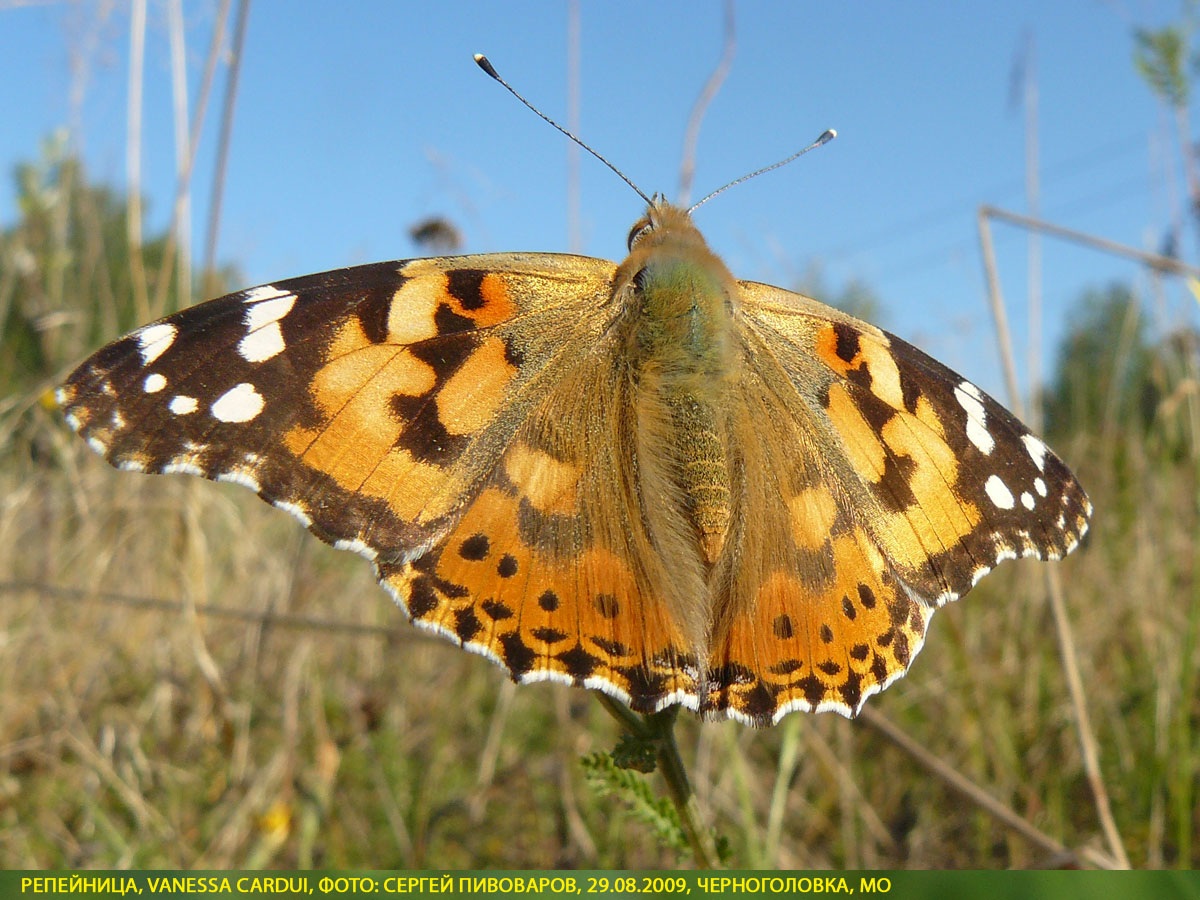 Репейница Vanessa cardui