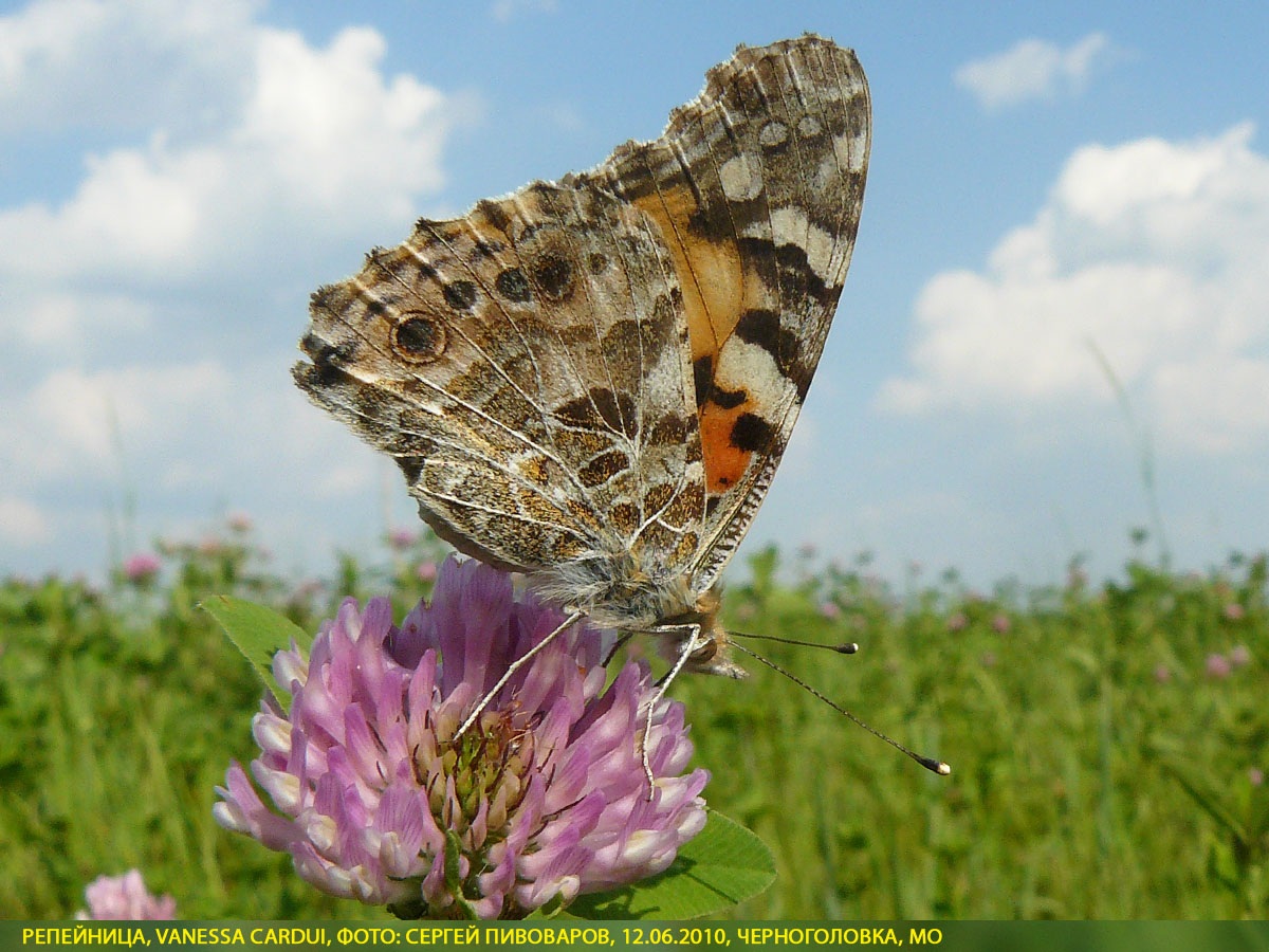 Репейница Vanessa cardui