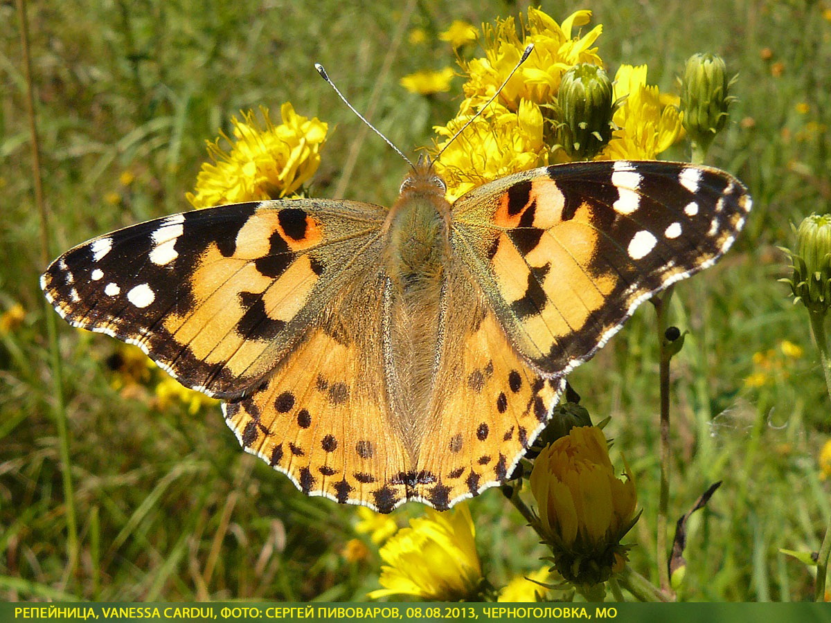 Репейница Vanessa cardui