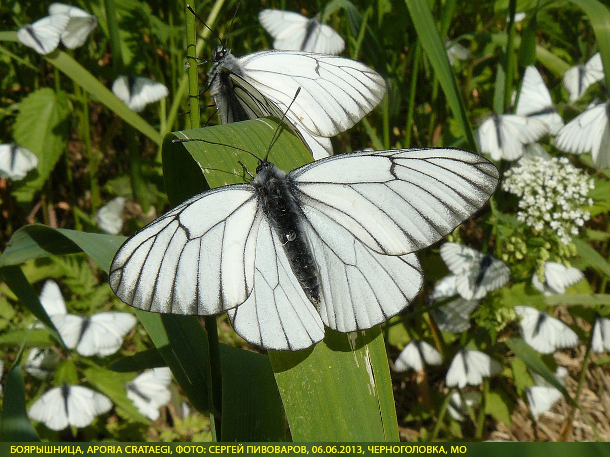Боярышница Aporia crataegi