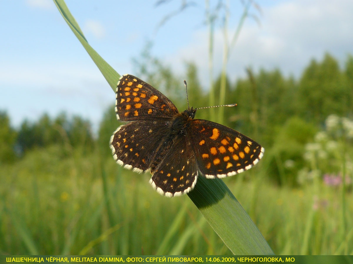 Шашечница Диамина, Melitaea diamina