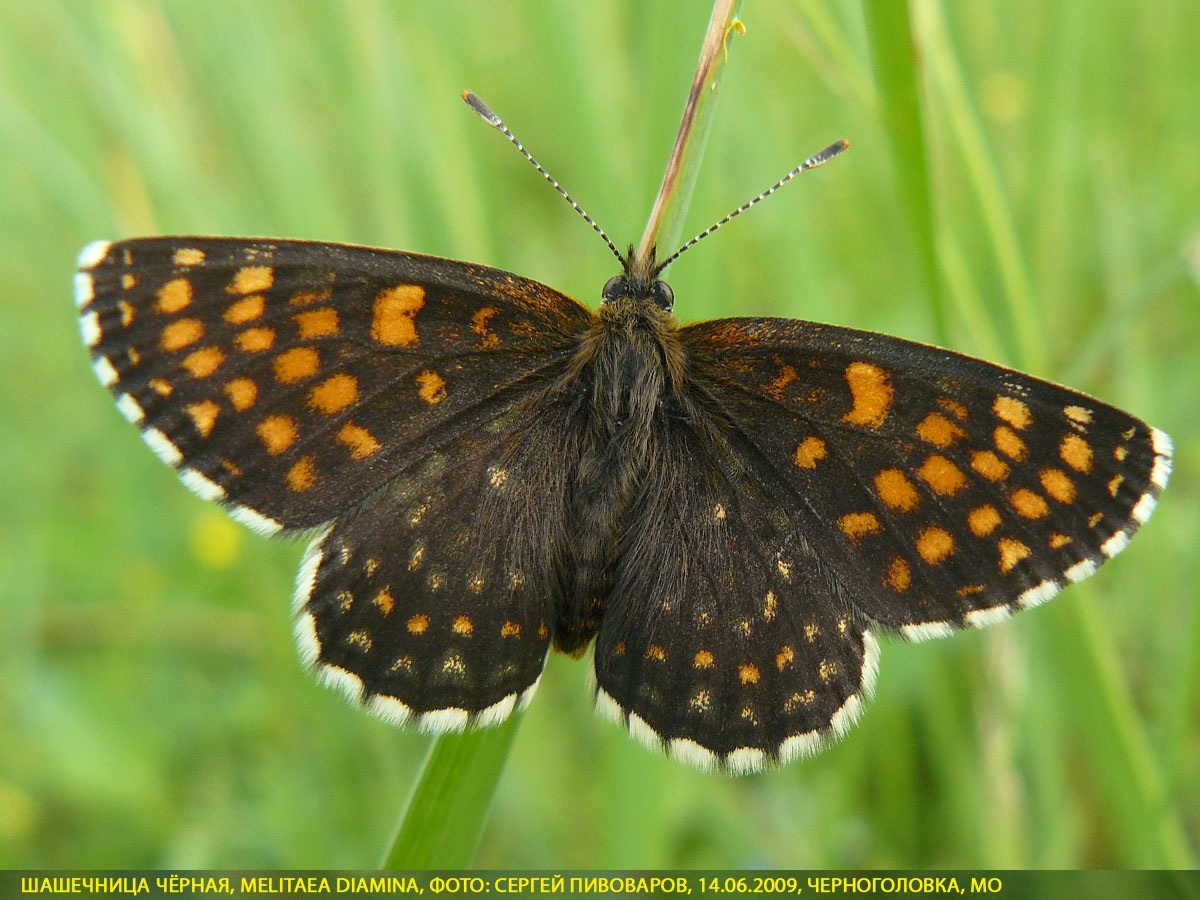 Шашечница Диамина, Melitaea diamina