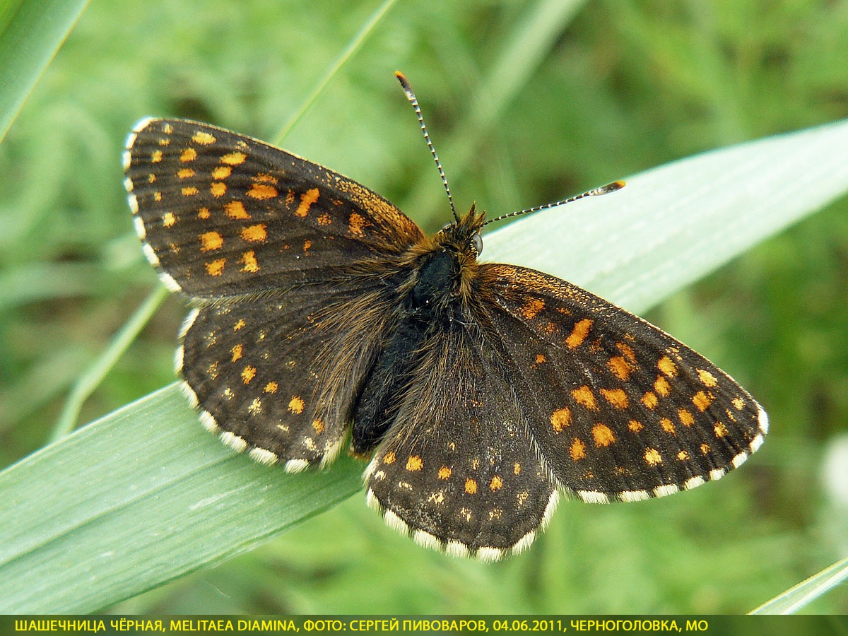 Шашечница Диамина, Melitaea diamina