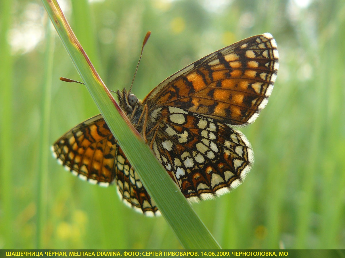 Шашечница Диамина, Melitaea diamina