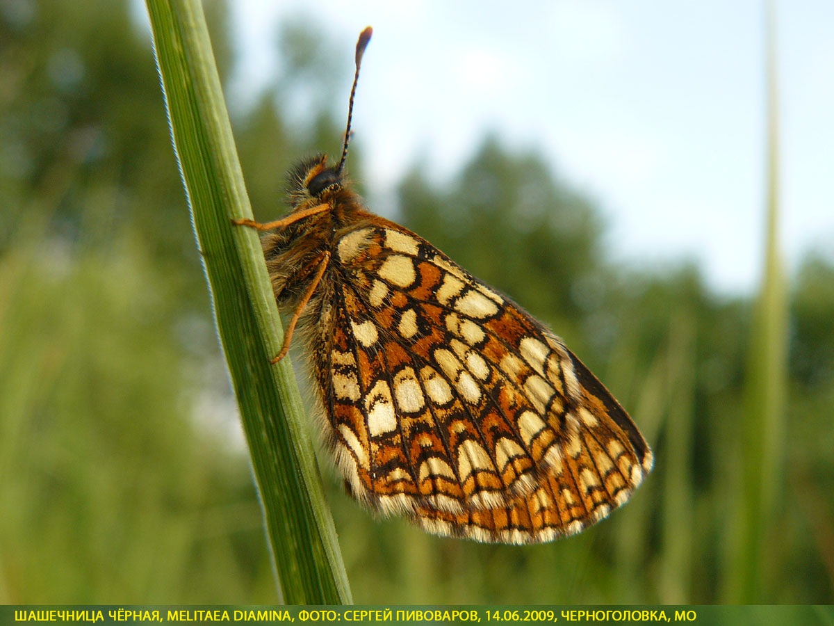 Шашечница Диамина, Melitaea diamina