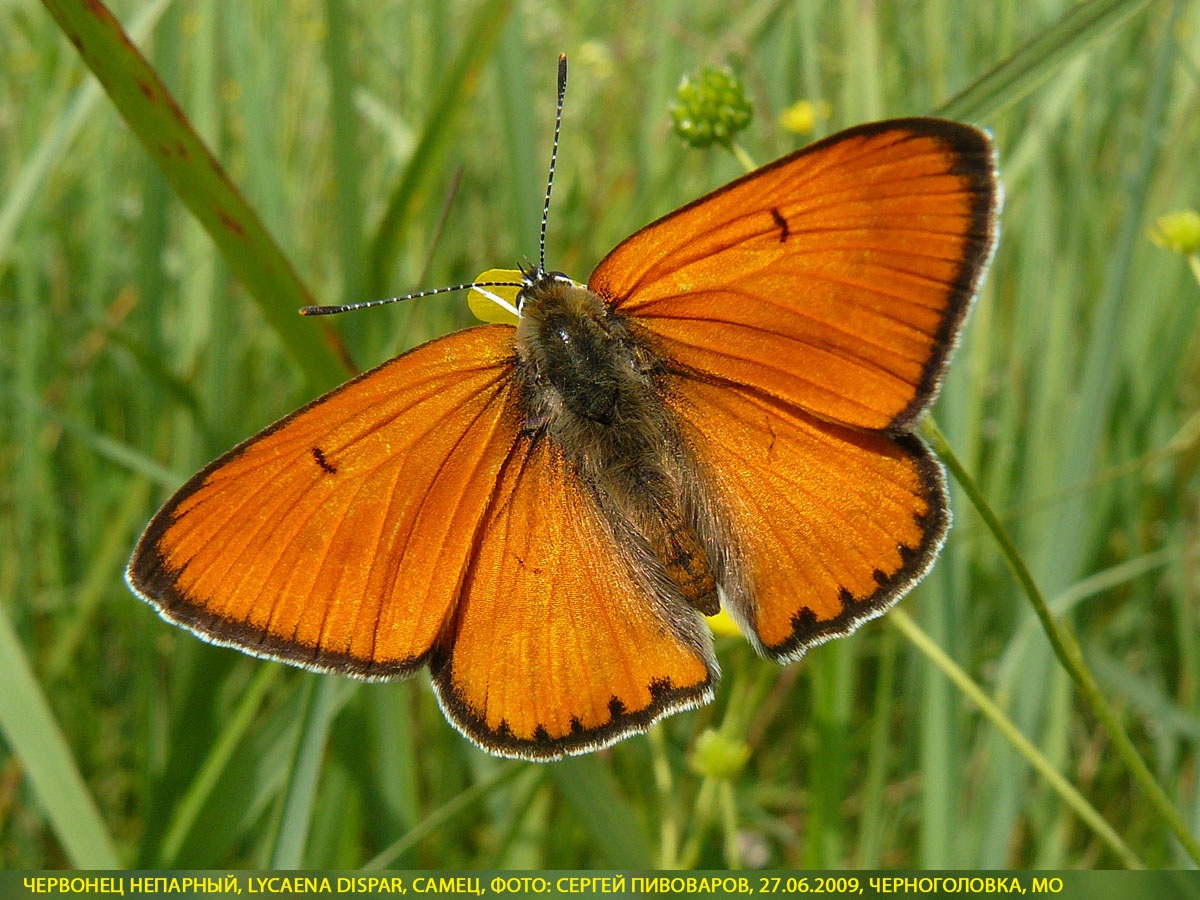 Червонец непарный, Lycaena dispar