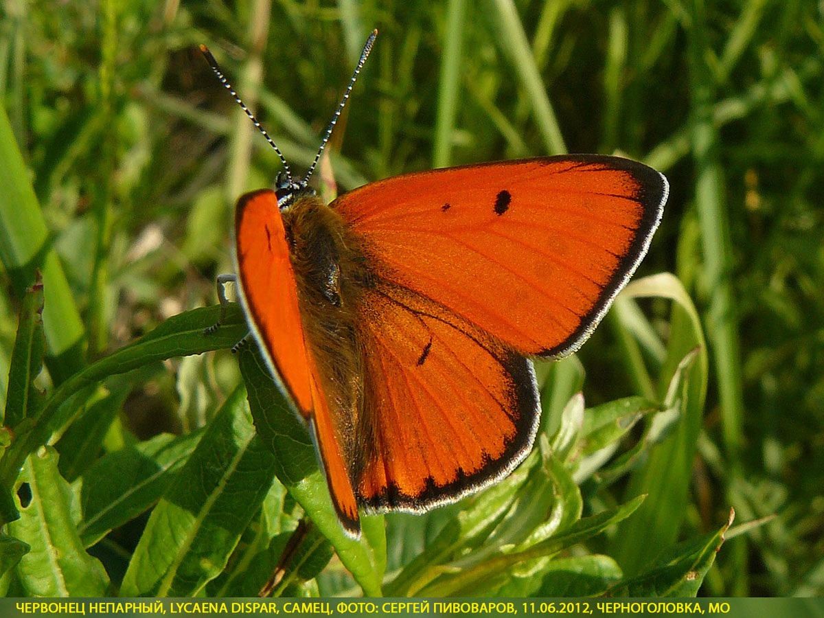Червонец непарный, Lycaena dispar
