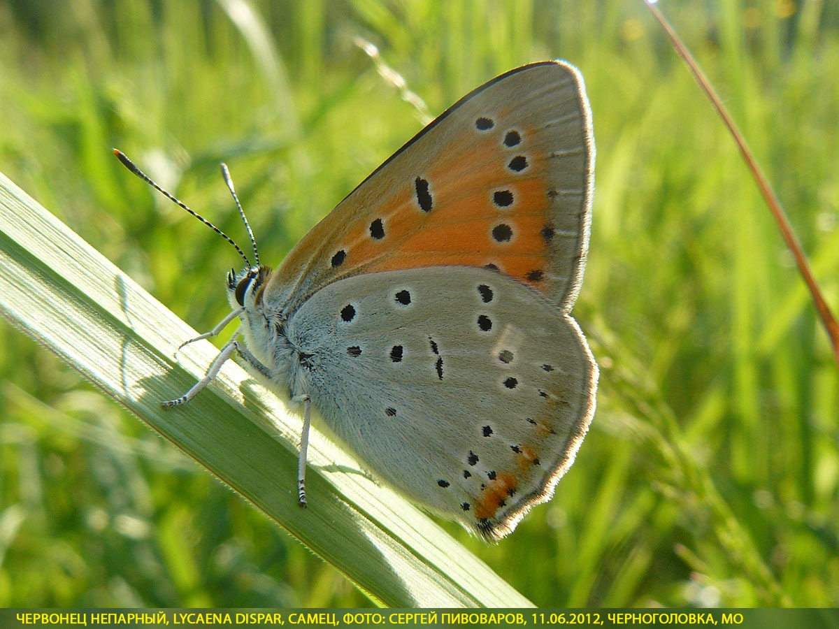 Червонец непарный, Lycaena dispar