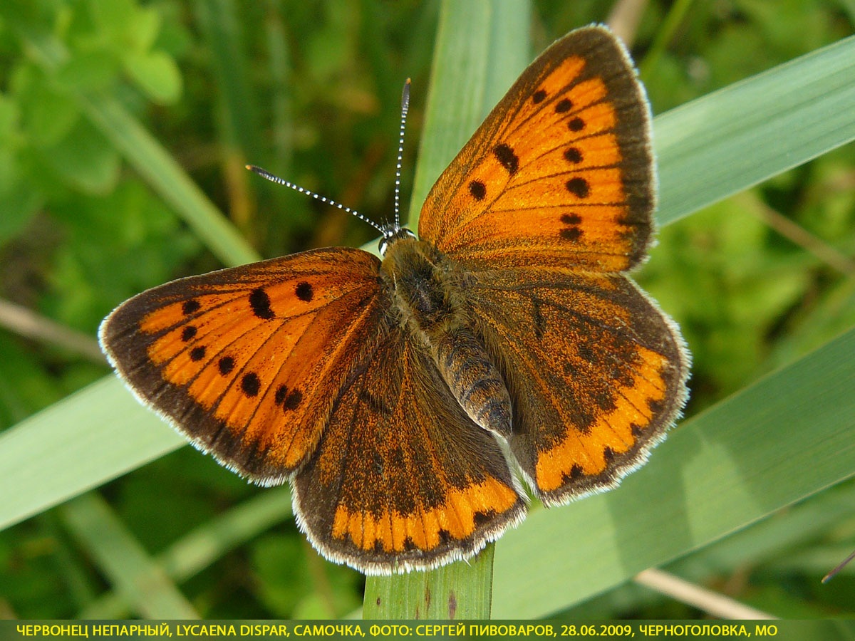 Червонец непарный, Lycaena dispar