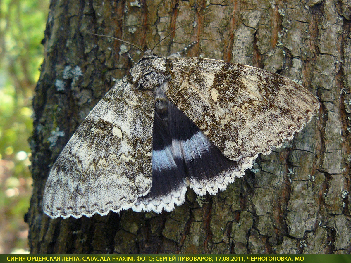 Ленточница синяя, Catocala fraxini