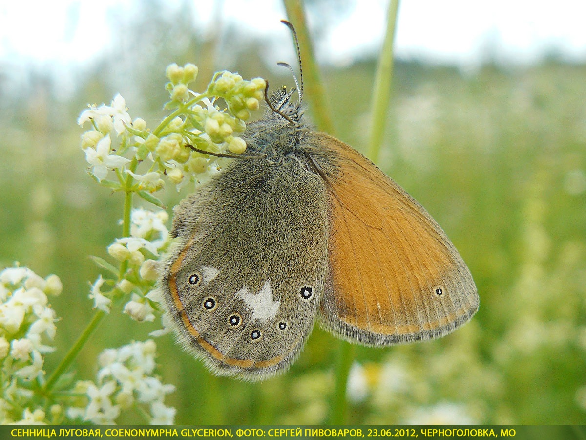 Сенница луговая, Coenonympha glycerion