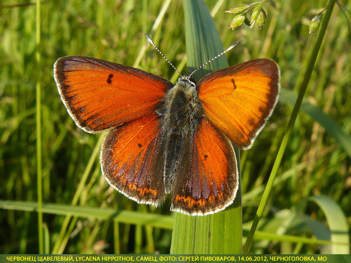 Червонец щавелевый, Lycaena hippothoe