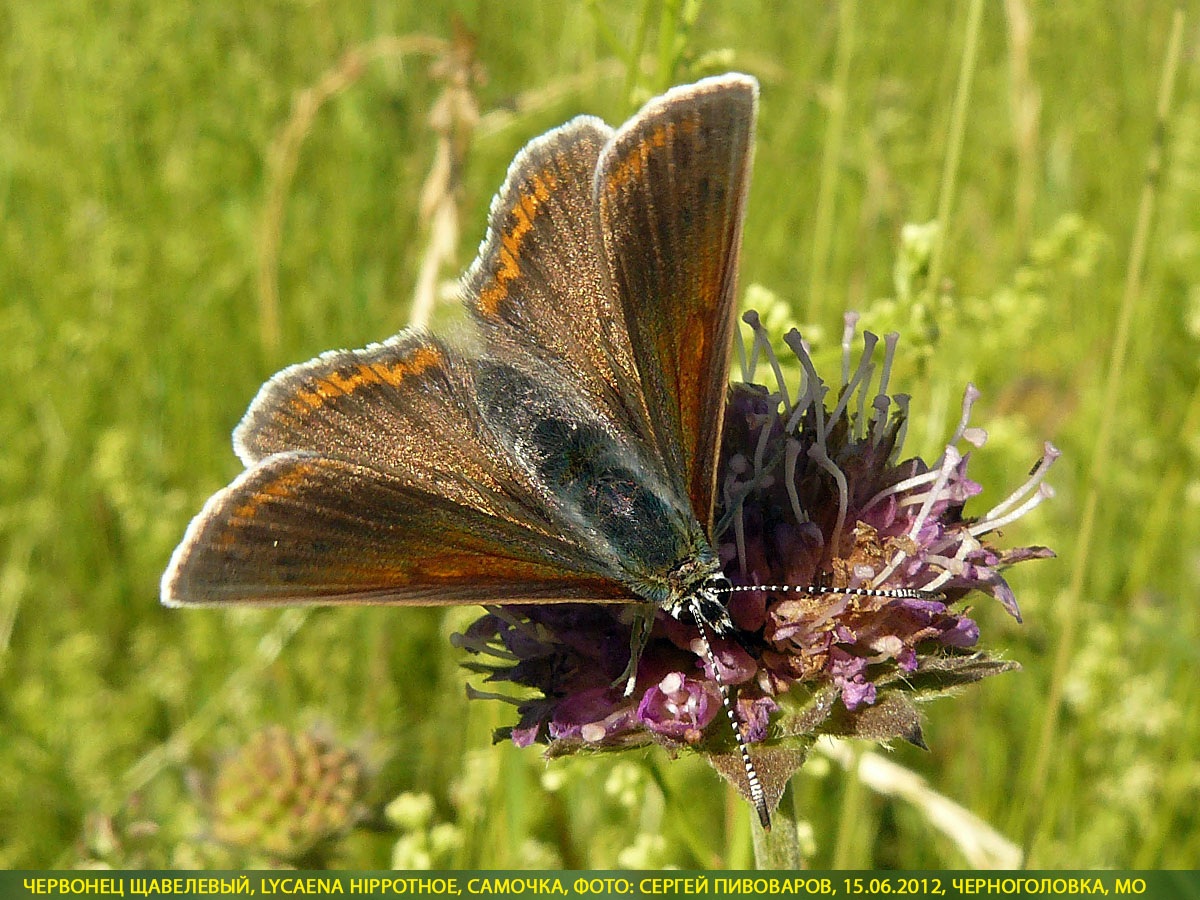 Червонец щавелевый, Lycaena hippothoe