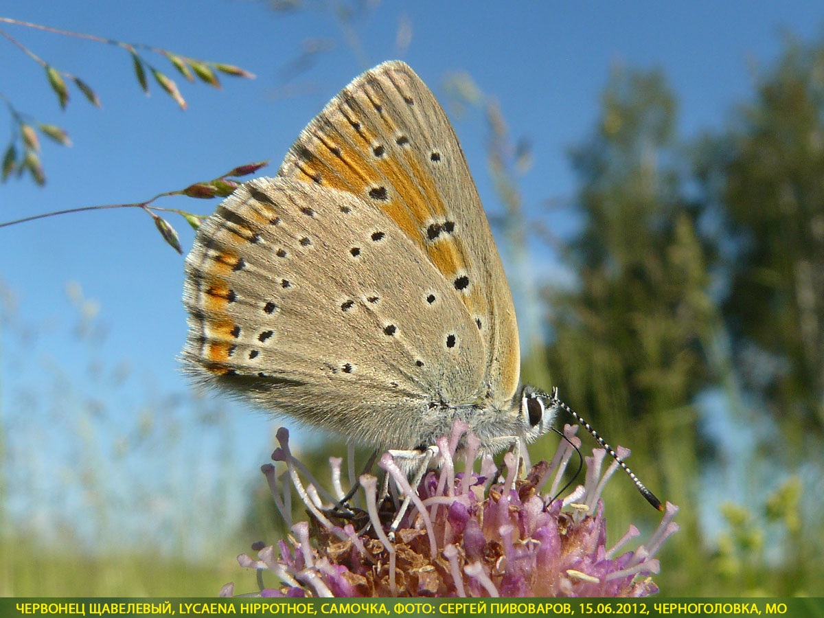 Червонец щавелевый, Lycaena hippothoe