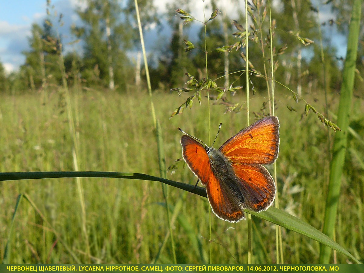 Червонец щавелевый, Lycaena hippothoe