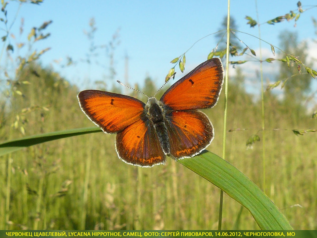 Червонец щавелевый, Lycaena hippothoe