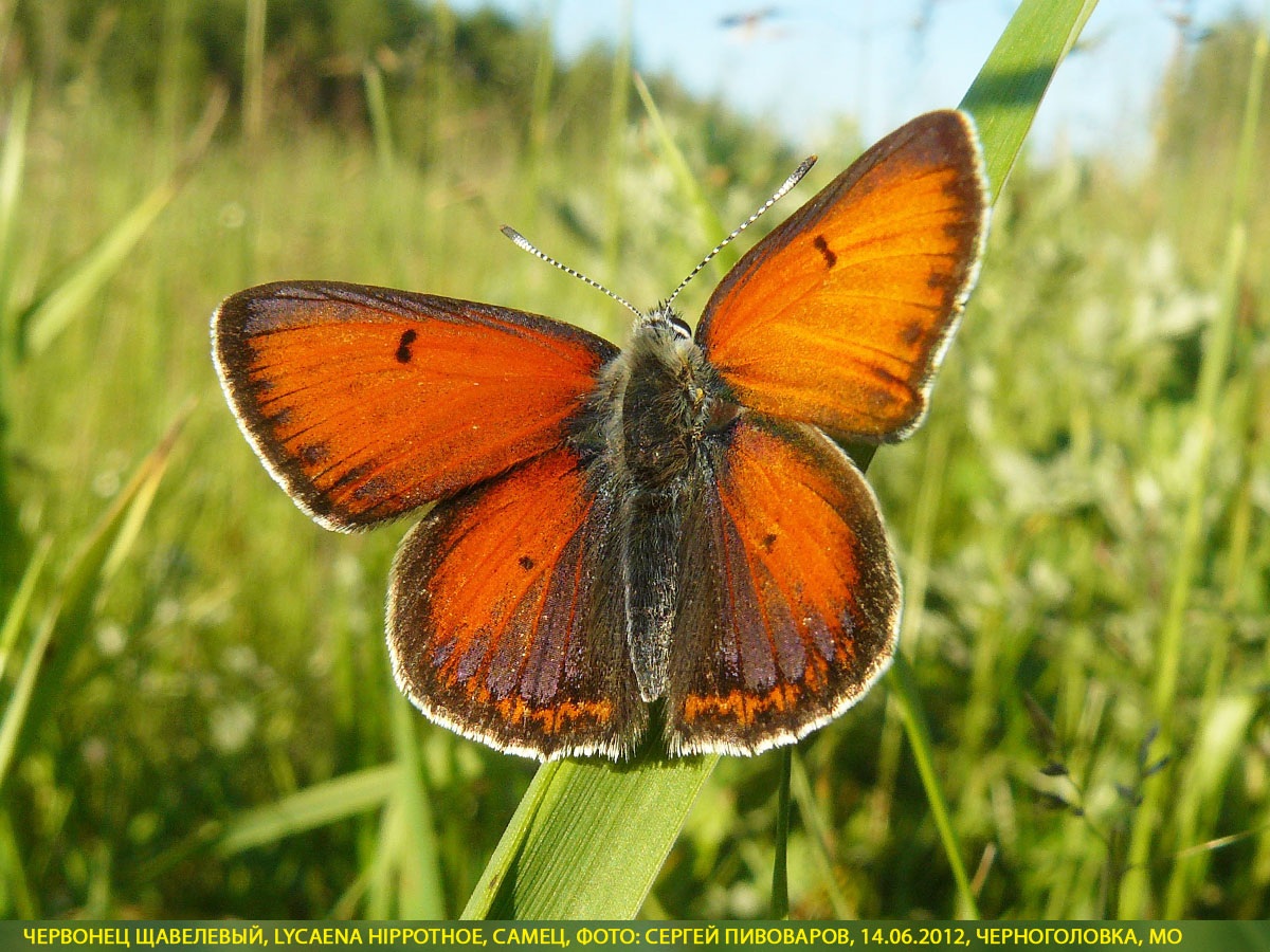 Червонец щавелевый, Lycaena hippothoe