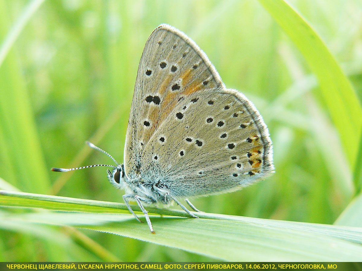Червонец щавелевый, Lycaena hippothoe