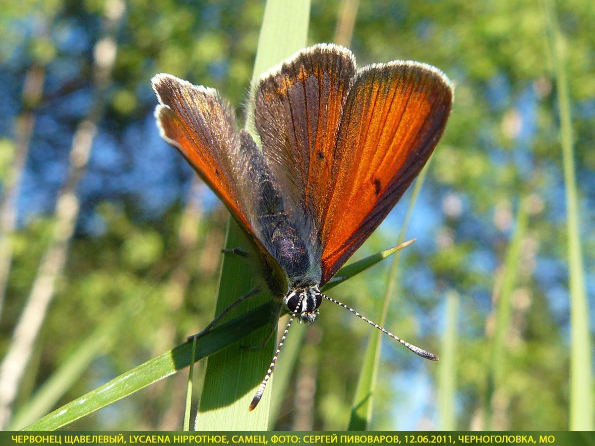 Червонец щавелевый, Lycaena hippothoe