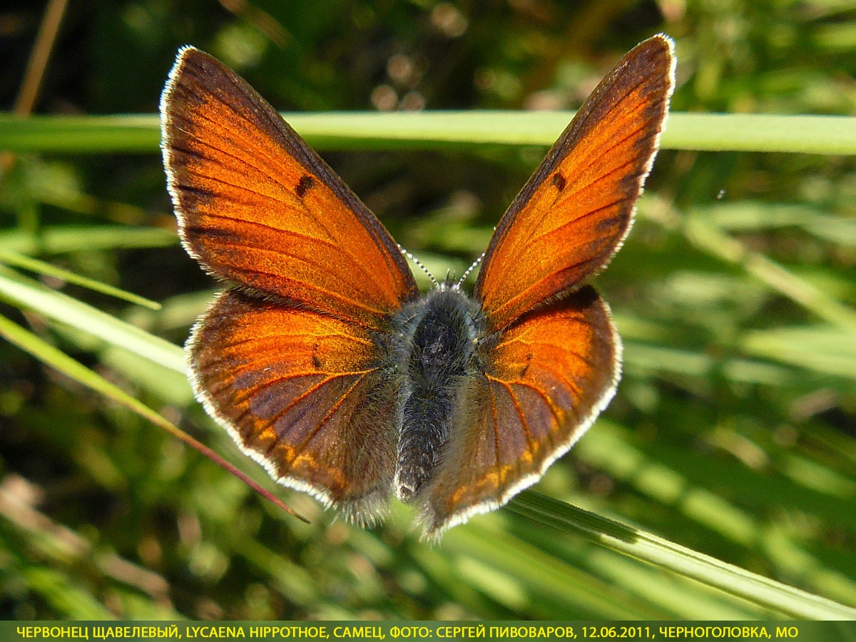 Червонец щавелевый, Lycaena hippothoe