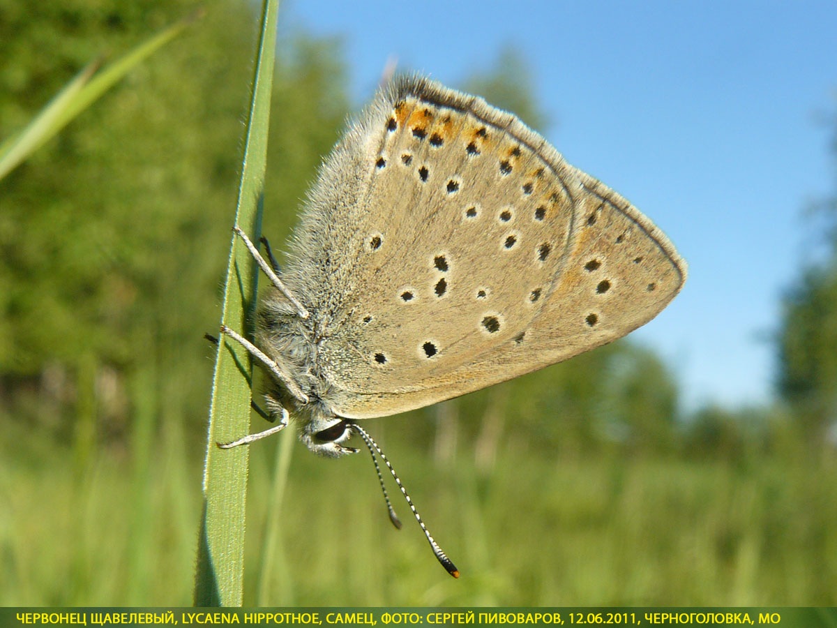 Червонец щавелевый, Lycaena hippothoe