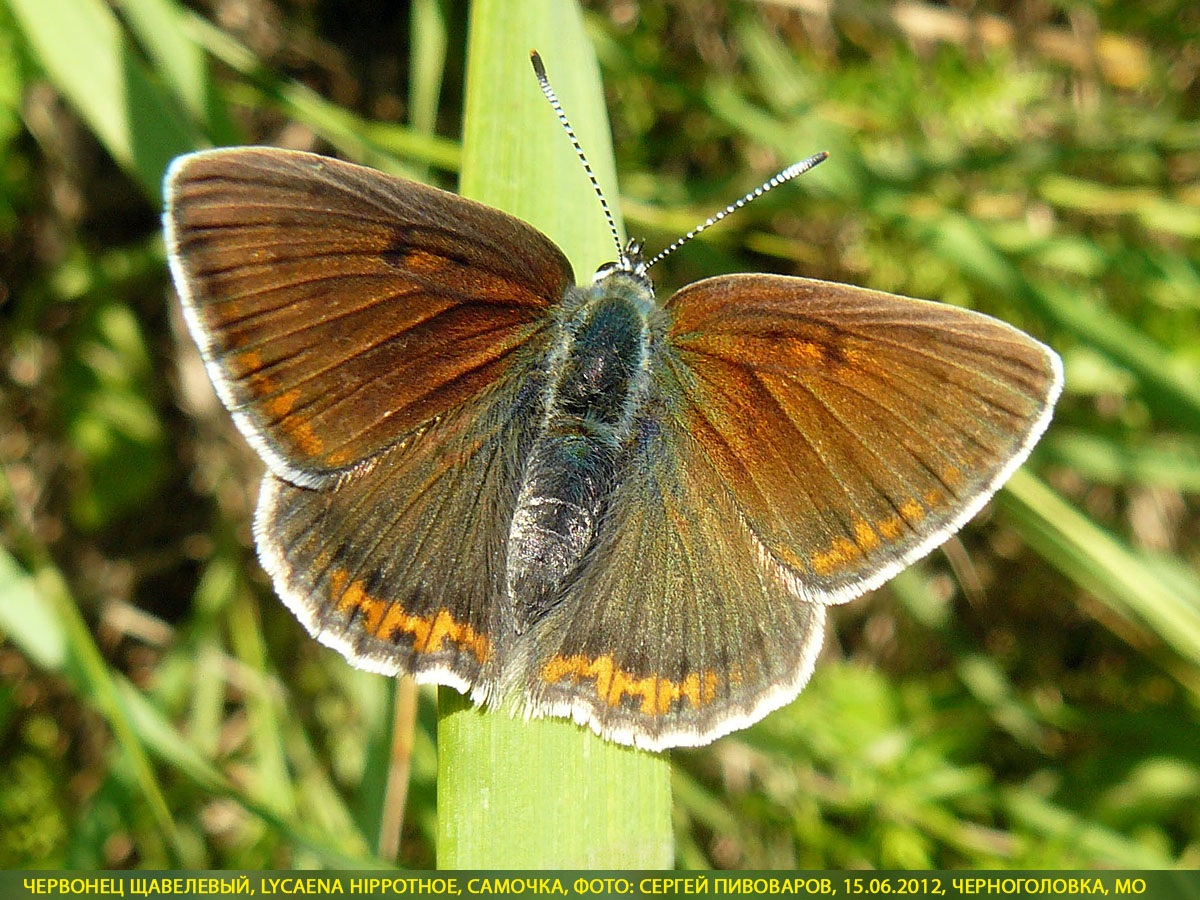 Червонец щавелевый, Lycaena hippothoe