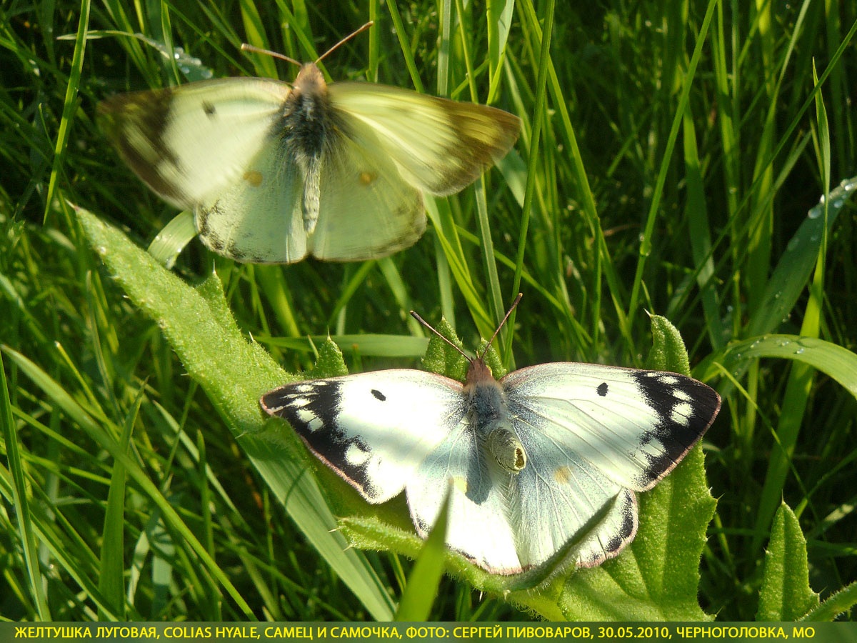 Желтушка луговая Colias hyale