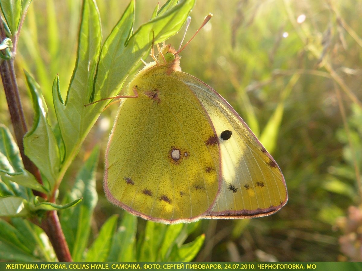 Желтушка луговая Colias hyale