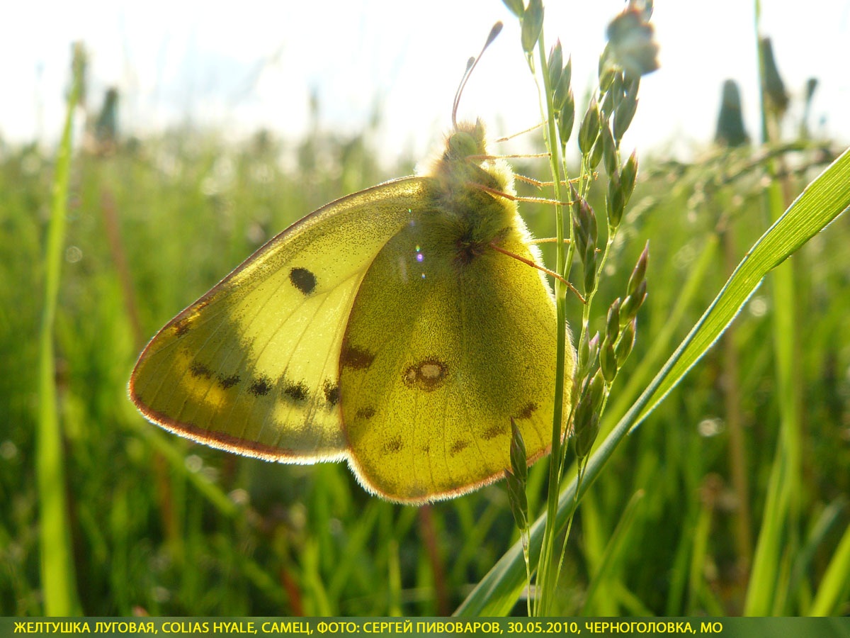 Желтушка луговая Colias hyale