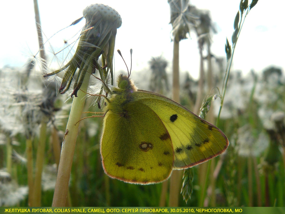Желтушка луговая Colias hyale