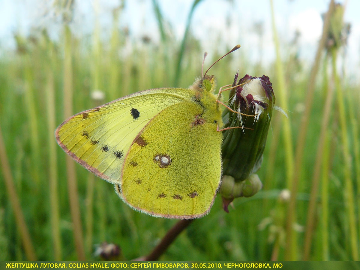 Желтушка луговая Colias hyale