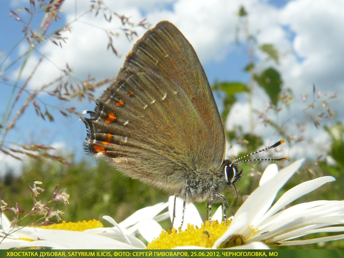 Хвостатка падубовая, Satyrium ilicis