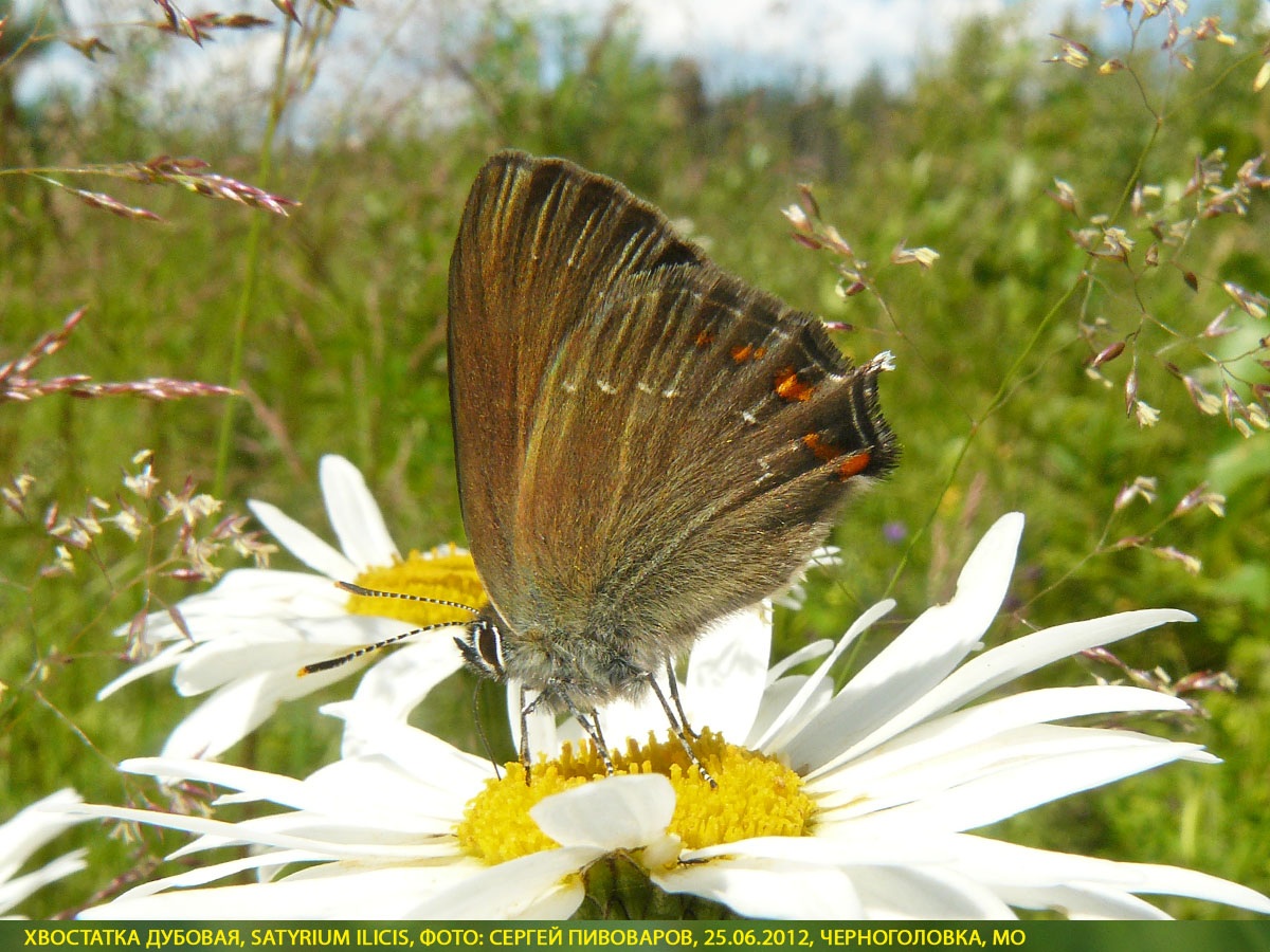 Хвостатка падубовая, Satyrium ilicis