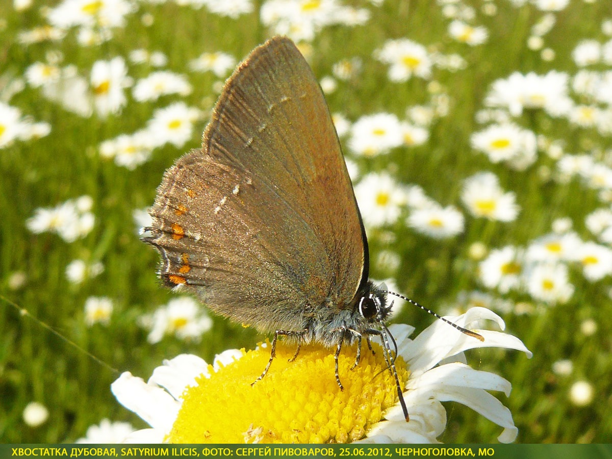 Хвостатка падубовая, Satyrium ilicis