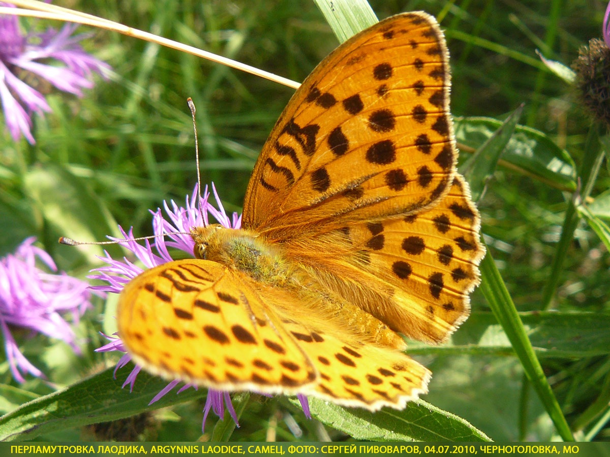 Перламутровка Лаодика Argynnis laodice