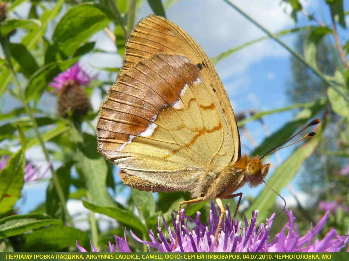 Перламутровка Лаодика Argynnis laodice