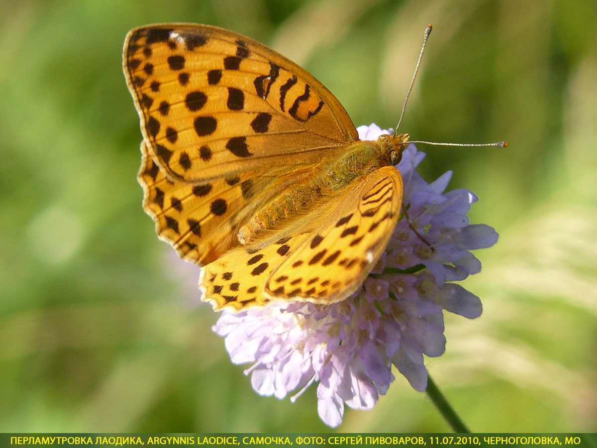 Перламутровка Лаодика Argynnis laodice