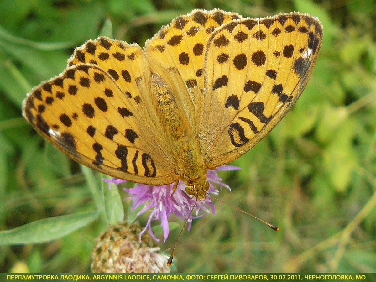 Перламутровка Лаодика Argynnis laodice
