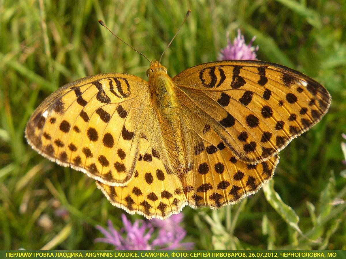 Перламутровка Лаодика Argynnis laodice