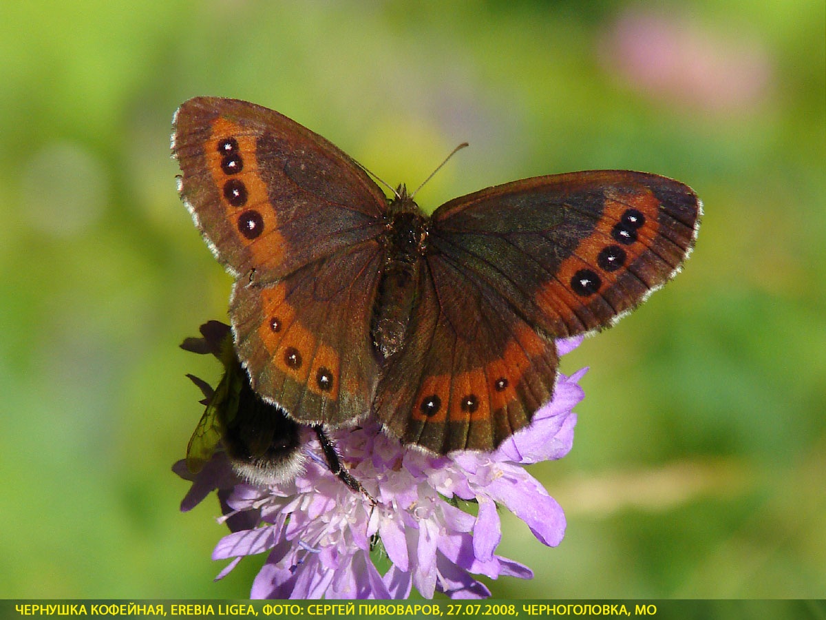 Чернушка кофейная, Erebia ligea