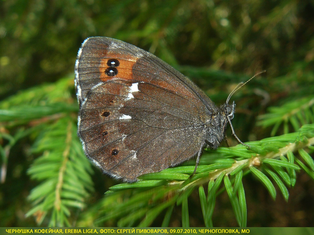 Чернушка кофейная, Erebia ligea