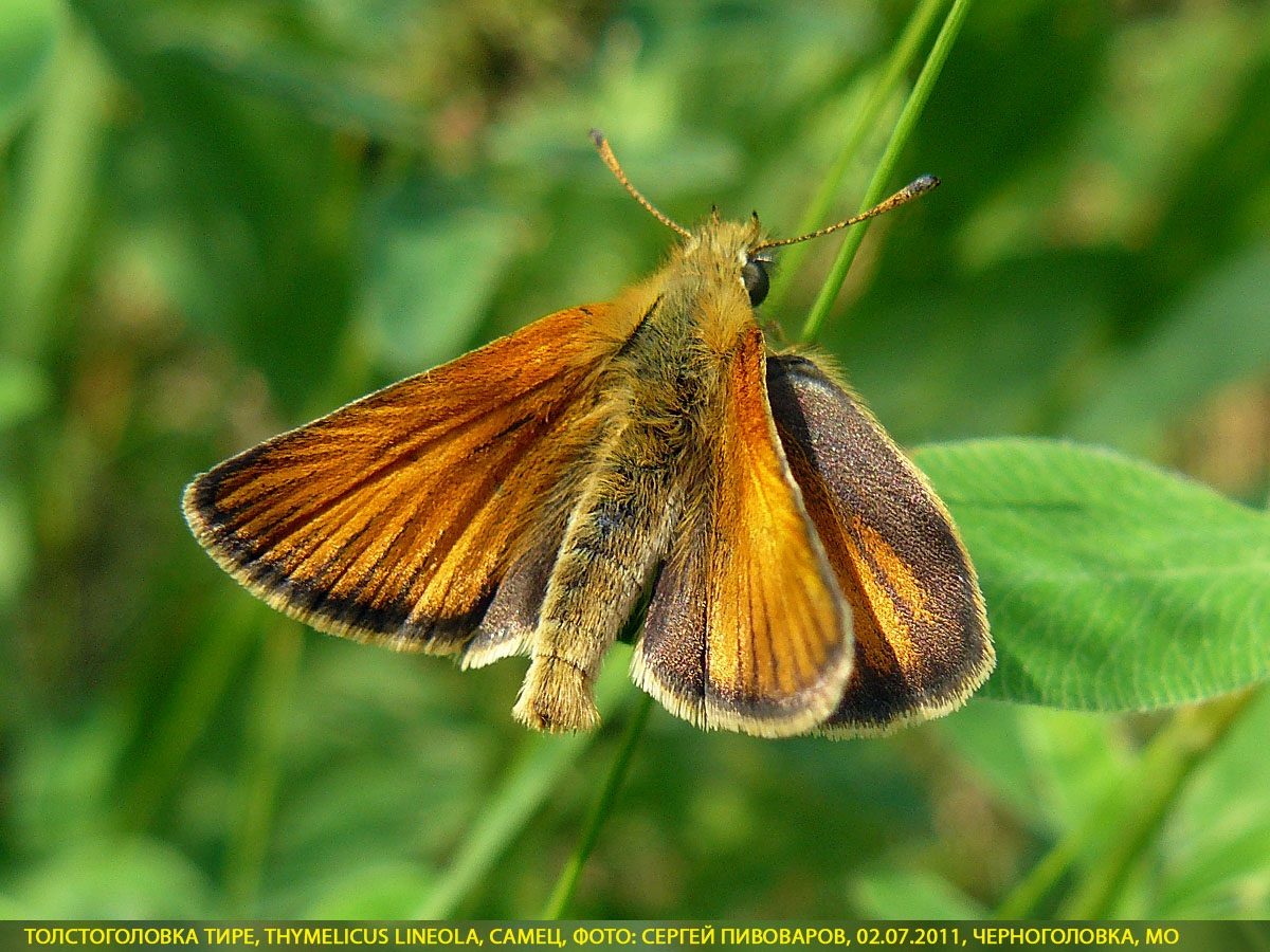 Толстоголовка тире, Thymelicus lineola